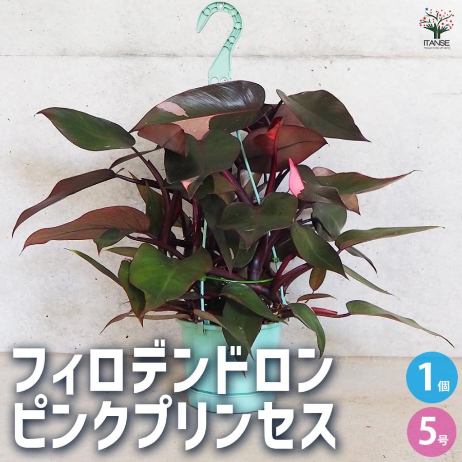 ITANSE フィロデンドロン ピンクプリンセス 観葉植物 5号吊り鉢 ITANSE フィロデンドロン ピンクプリンセス 観葉植物 5号吊り鉢