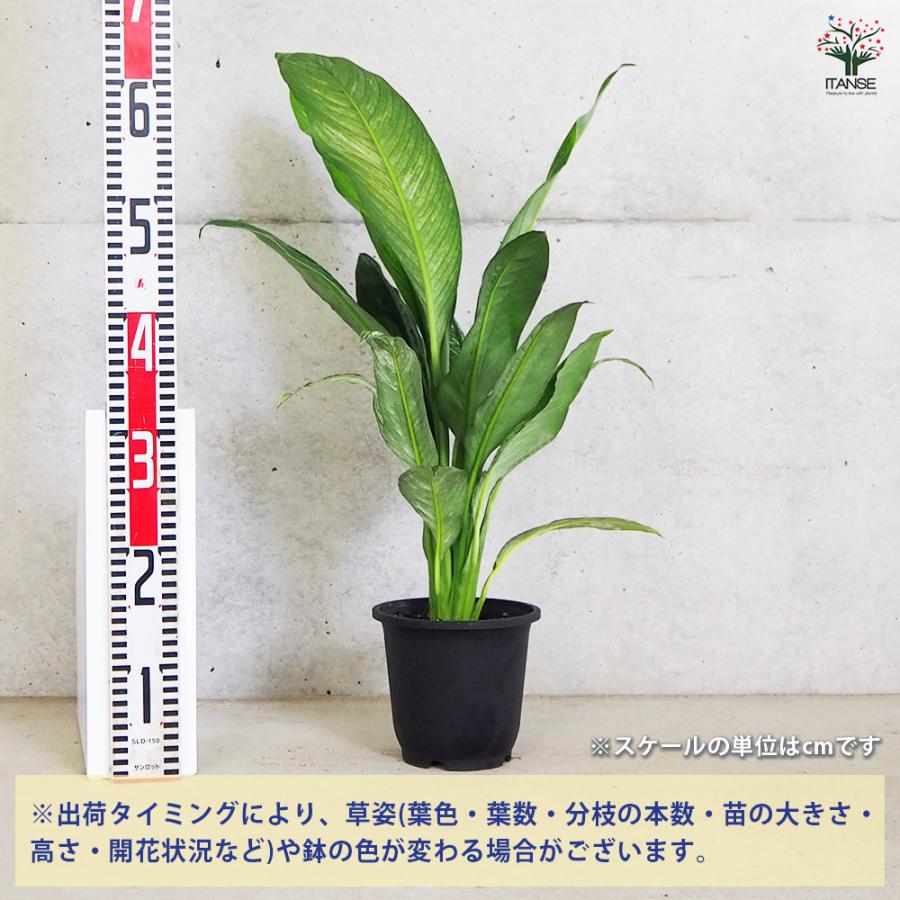スパディフイラムセンセーション 大品♦︎SALE 【公式通販】