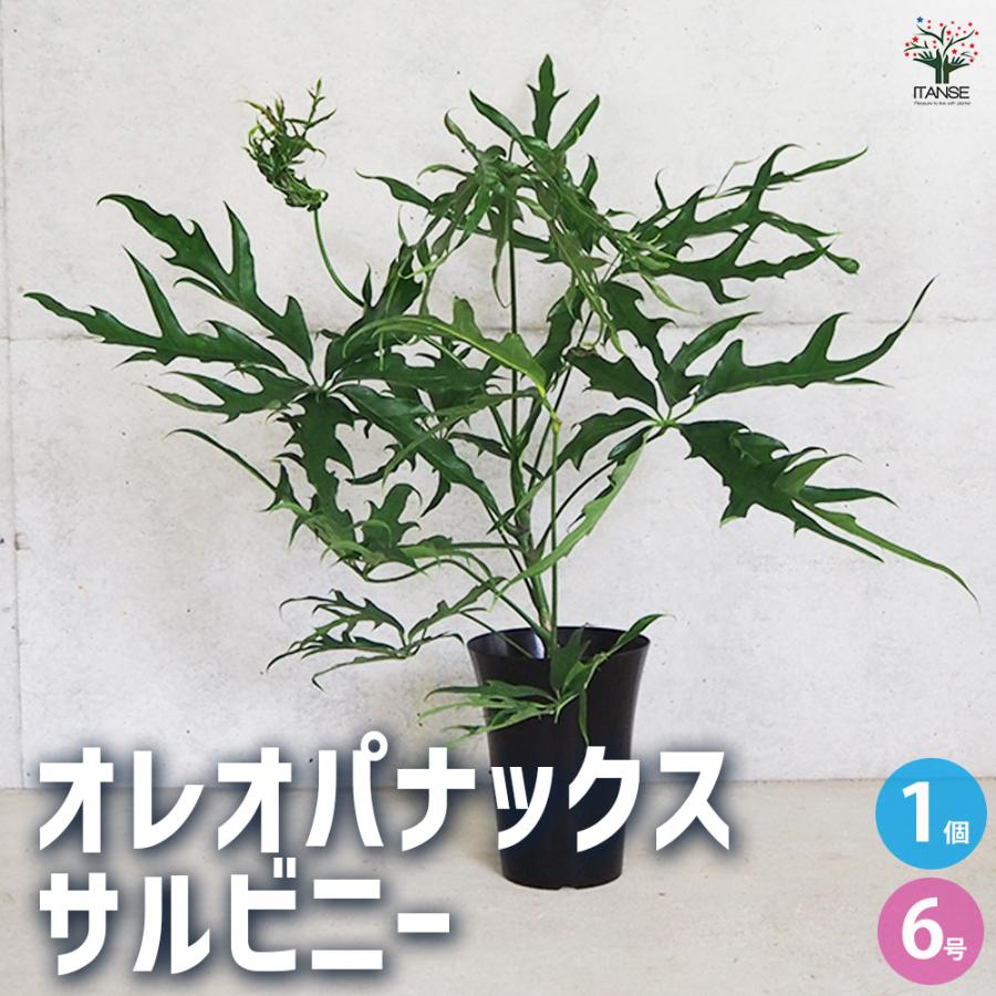 ITANSE オレオパナックス サルビニー 観葉植物 6号鉢/1個売り 希少