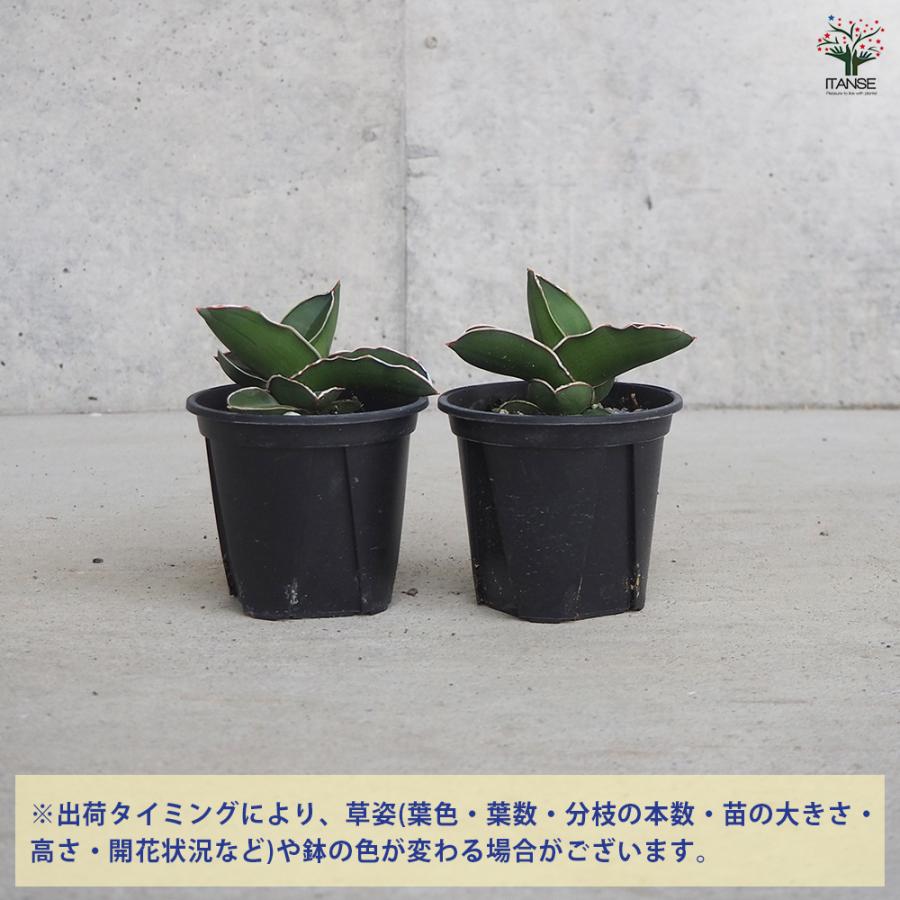 ITANSE サンスベリア サムライドワーフ 観葉植物 3号鉢/1個売り