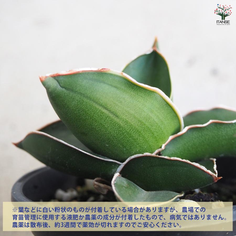 ITANSE サンスベリア サムライドワーフ 観葉植物 3号鉢/1個売り
