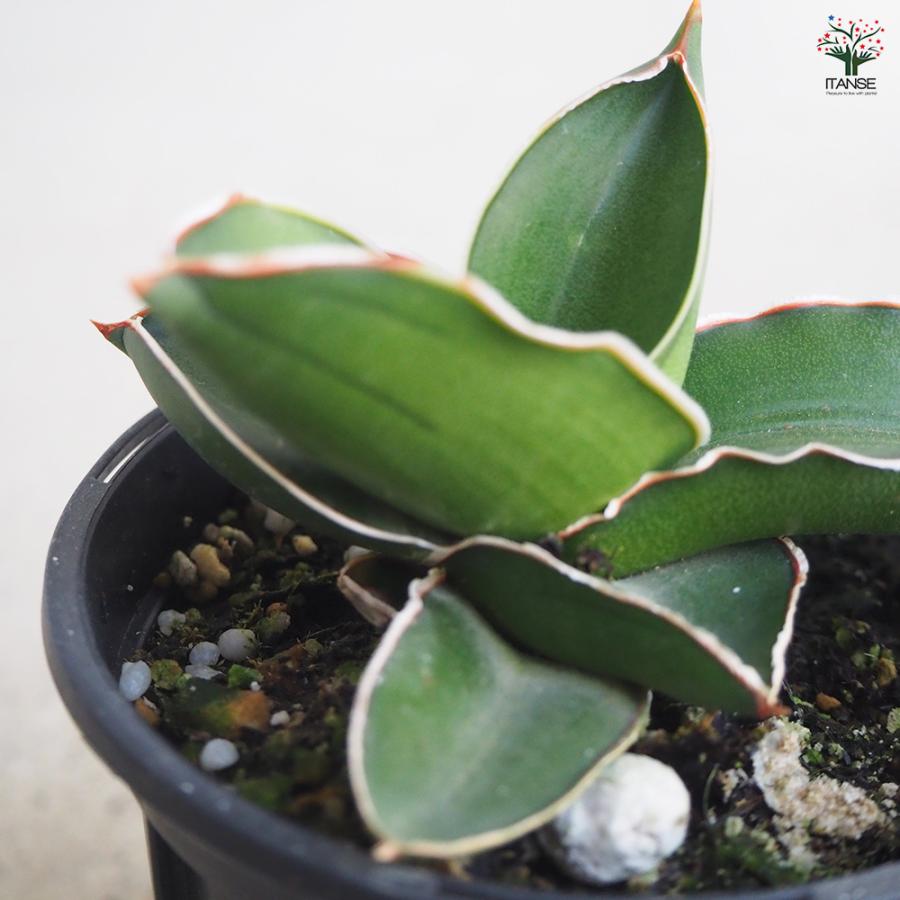 ITANSE サンスベリア サムライドワーフ 観葉植物 3号鉢/1個売り