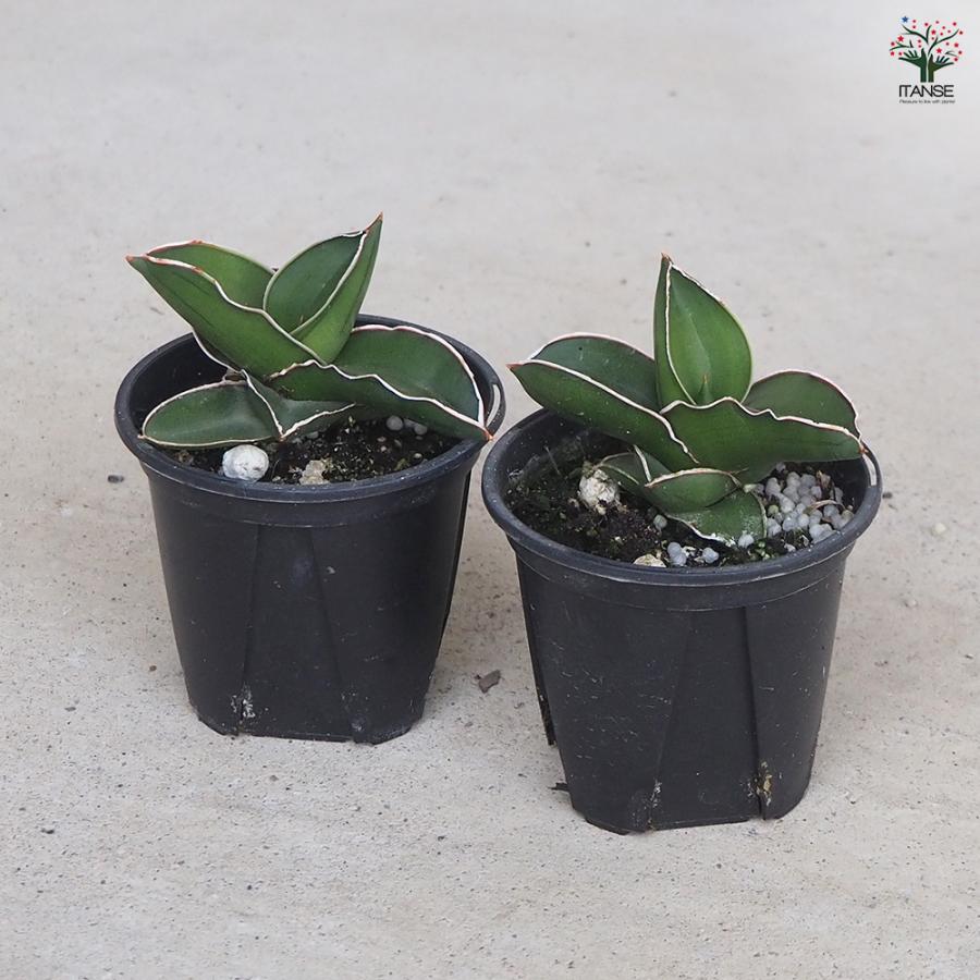 ITANSE サンスベリア サムライドワーフ 観葉植物 3号鉢/1個売り