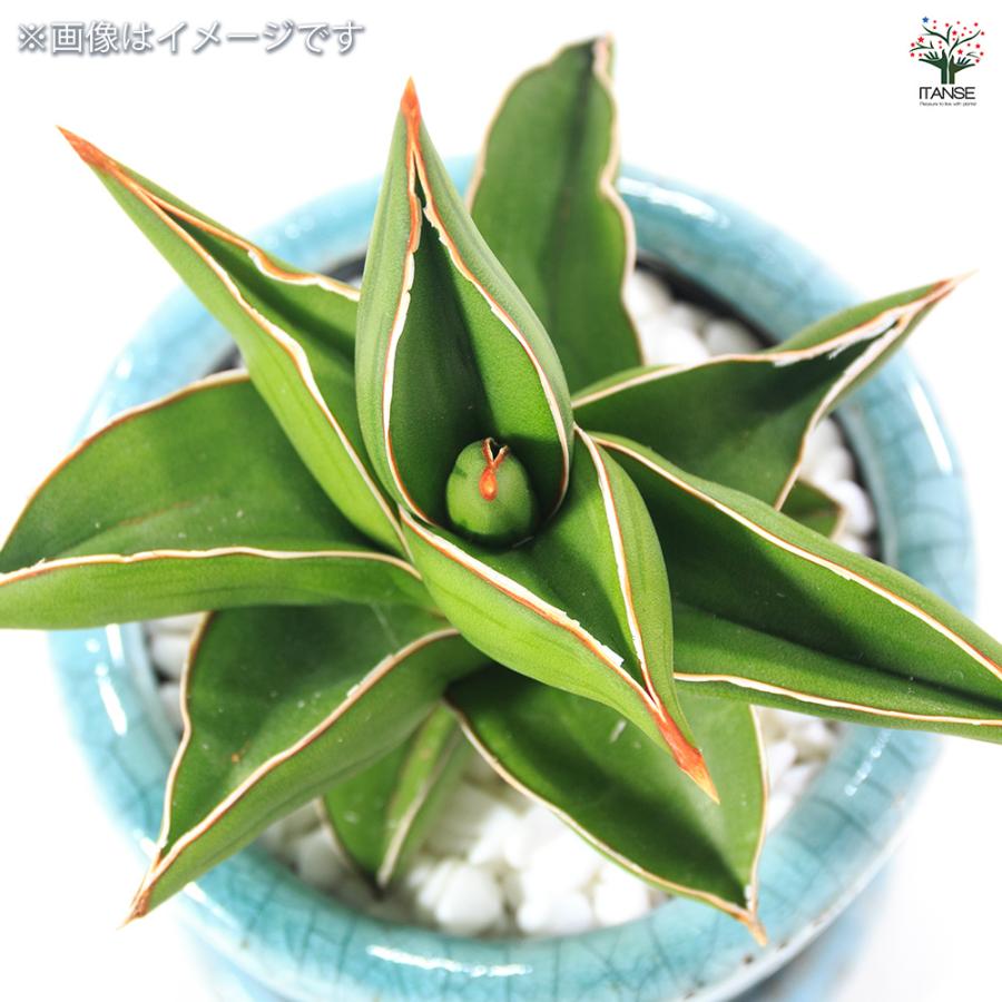 ITANSE サンスベリア サムライドワーフ 観葉植物 3号鉢/1個売り
