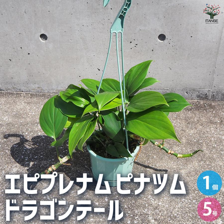 ITANSE エピプレナム ピナツム ドラゴンテール 観葉植物 5号吊り鉢/1個