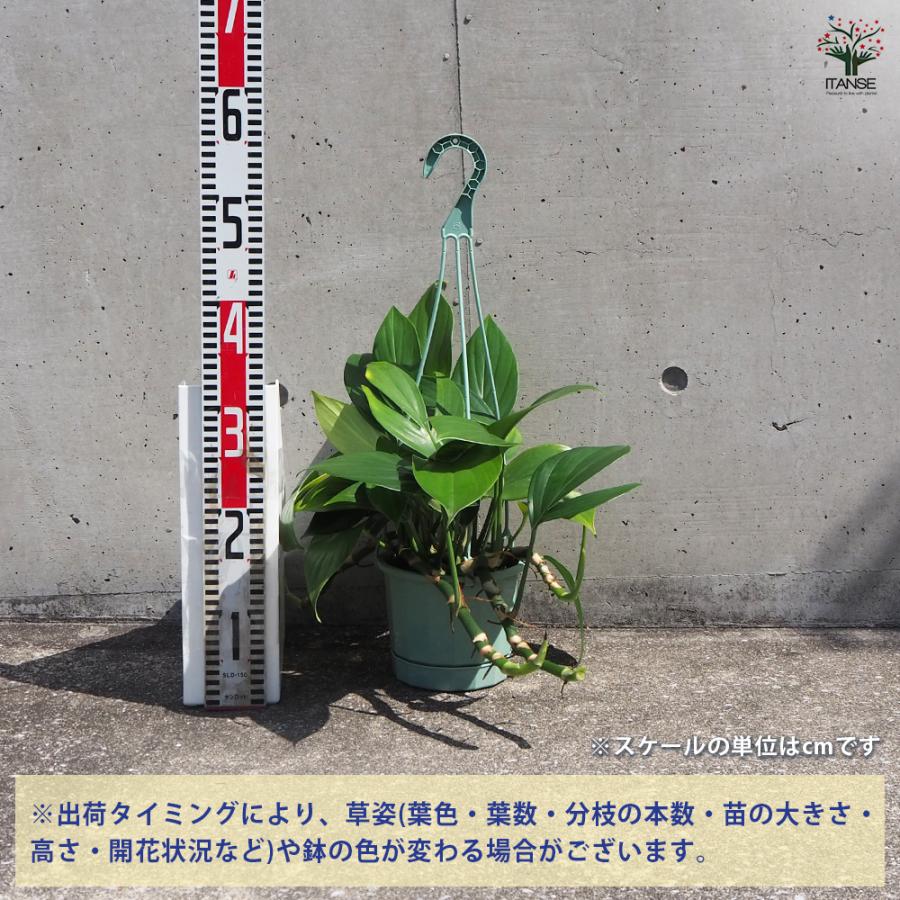ITANSE エピプレナム ピナツム ドラゴンテール 観葉植物 5号吊り鉢/1個