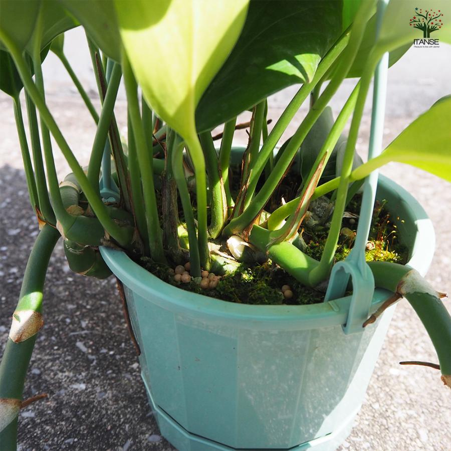 ITANSE エピプレナム ピナツム ドラゴンテール 観葉植物 5号吊り鉢/1個
