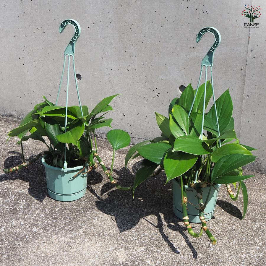ITANSE エピプレナム ピナツム ドラゴンテール 観葉植物 5号吊り鉢/1個