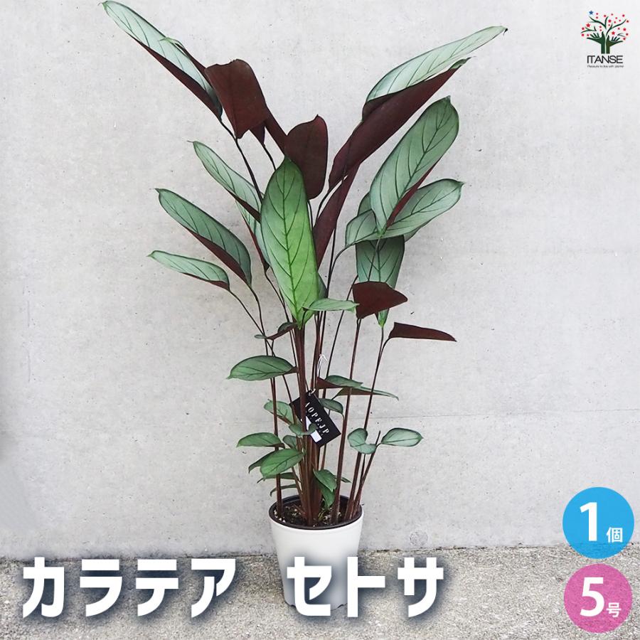 ITANSE カラテア セトサ 観葉植物 5号鉢/1個売り リビング オフィス