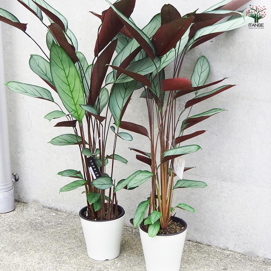 ITANSE カラテア セトサ 観葉植物 5号鉢/1個売り リビング オフィス