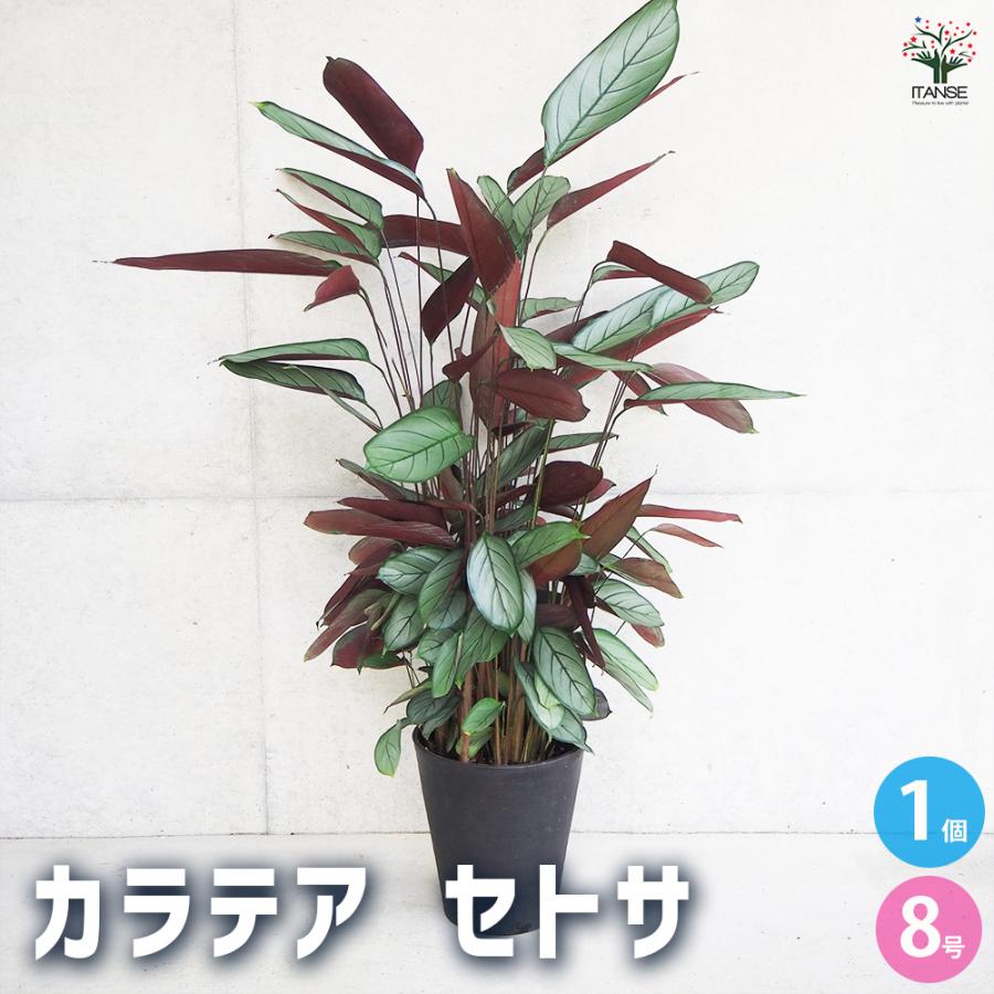 その他観葉植物 acetedyamada ITANSE カラテア セトサ 観葉植物 8号鉢/1個売り リビング オフィス