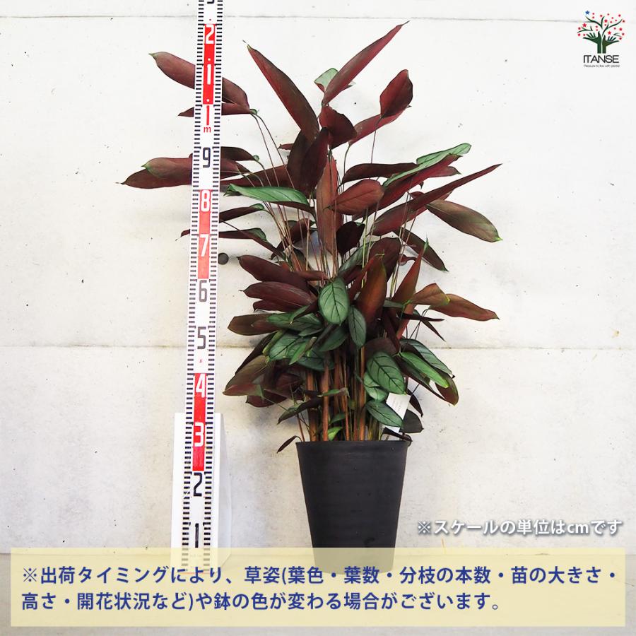 ITANSE カラテア セトサ 観葉植物 8号鉢/1個売り リビング オフィス