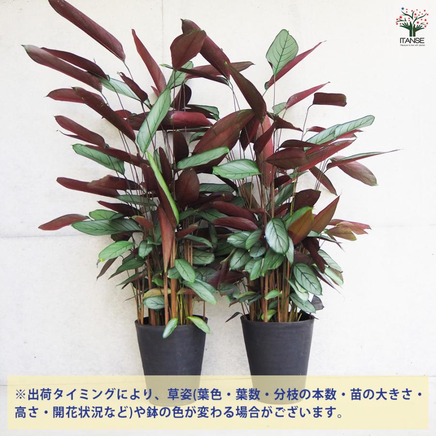 ITANSE カラテア セトサ 観葉植物 8号鉢/1個売り リビング オフィス