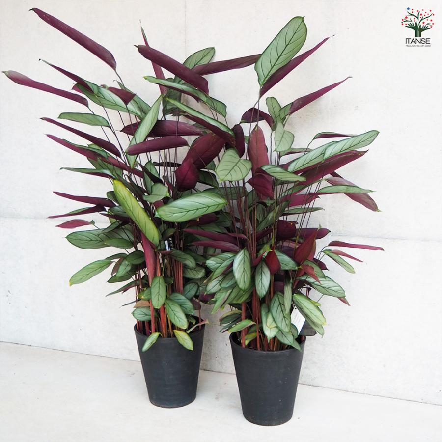 ITANSE カラテア セトサ 観葉植物 8号鉢/1個売り リビング オフィス