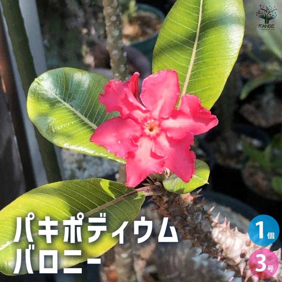 ITANSE 観葉植物 パキポディウム バロニー 3号鉢/1個売り 事務所