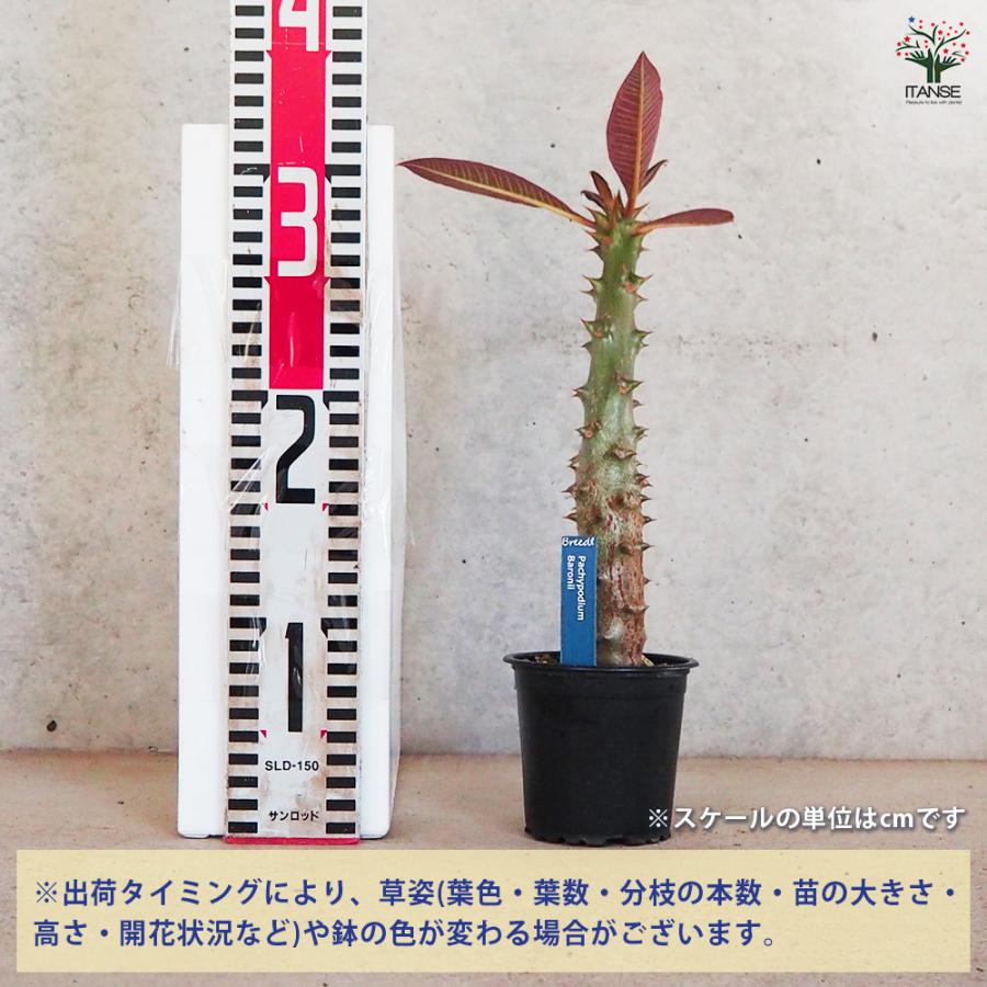 パキポディウム　バロニー　大株 ITANSE 観葉植物 パキポディウム バロニー 3号鉢/1個売り 事務所