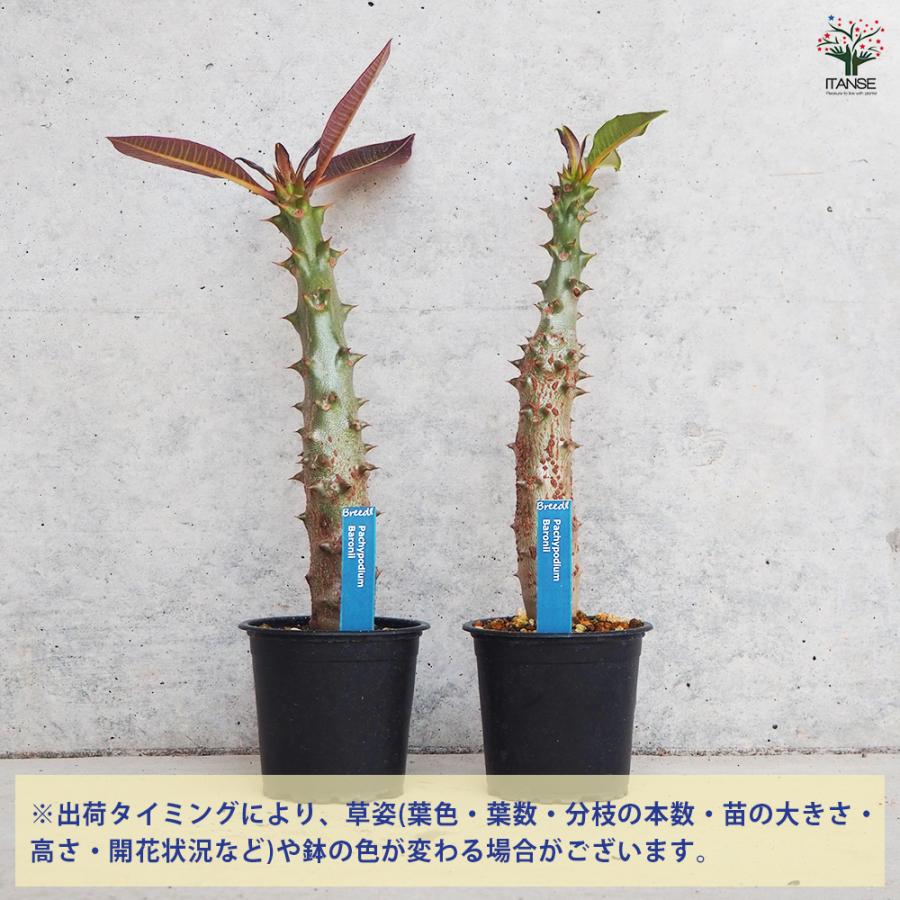 パキポディウム　バロニー　大株 ITANSE 観葉植物 パキポディウム バロニー 3号鉢/1個売り 事務所