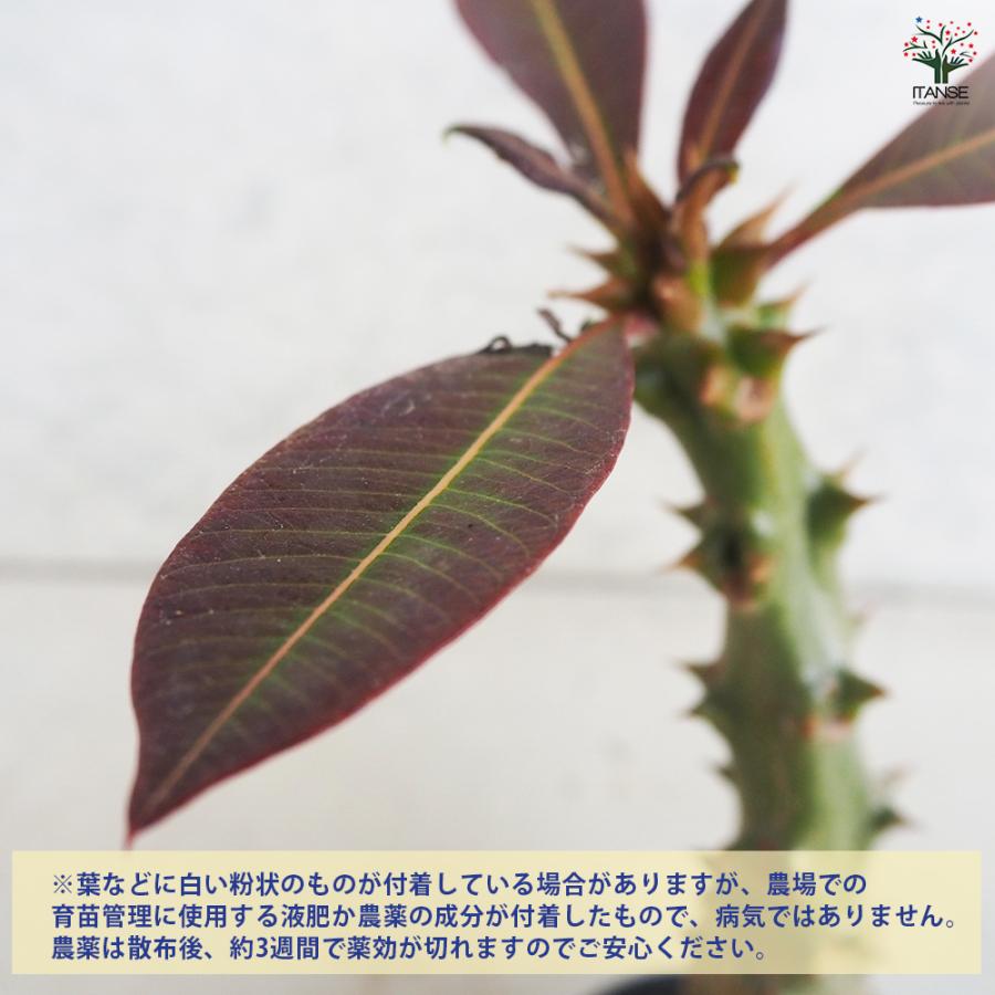 ITANSE 観葉植物 パキポディウム バロニー 3号鉢/1個売り 事務所