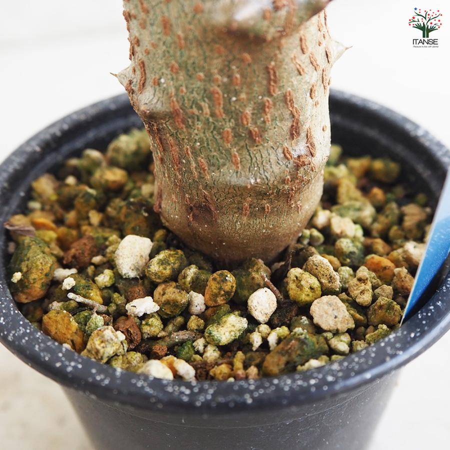 ITANSE 観葉植物 パキポディウム バロニー 3号鉢/1個売り 事務所