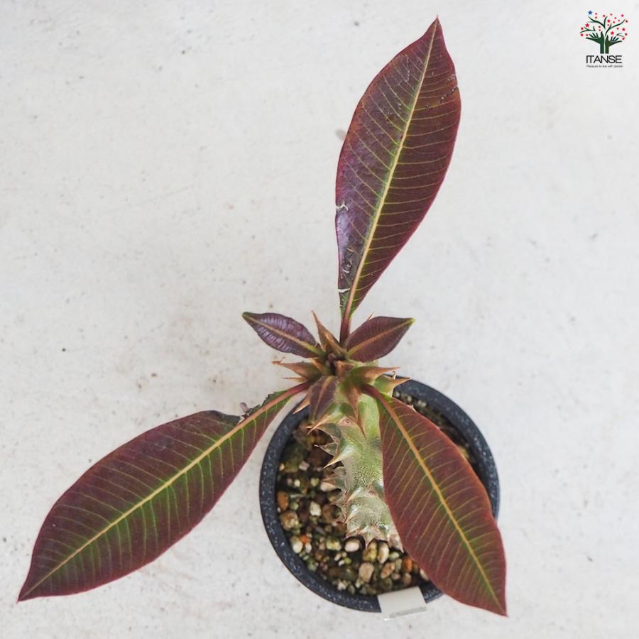 ITANSE 観葉植物 パキポディウム バロニー 3号鉢/1個売り 事務所