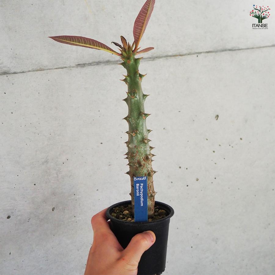 ITANSE 観葉植物 パキポディウム バロニー 3号鉢/1個売り 事務所