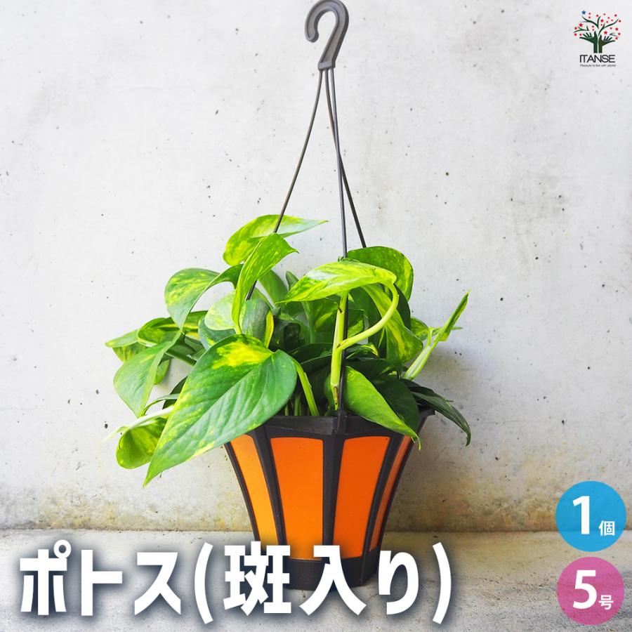 ITANSE 観葉植物 ポトス(斑入り) 5号吊り鉢/1個売り 事務所 インテリア