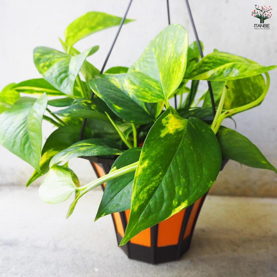 ITANSE 観葉植物 ポトス(斑入り) 5号吊り鉢/1個売り 事務所 インテリア