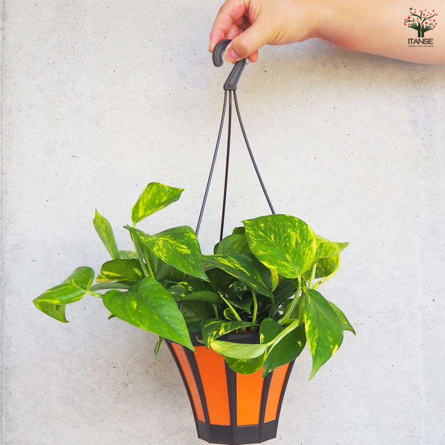 ITANSE 観葉植物 ポトス(斑入り) 5号吊り鉢/1個売り 事務所 インテリア