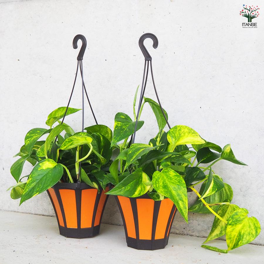 ITANSE 観葉植物 ポトス(斑入り) 5号吊り鉢/1個売り 事務所 インテリア