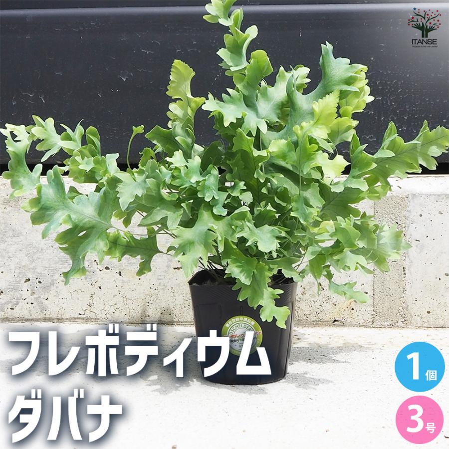 ITANSE 観葉植物 フレボディウム ダバナ 3号ポット/1個売り 事務