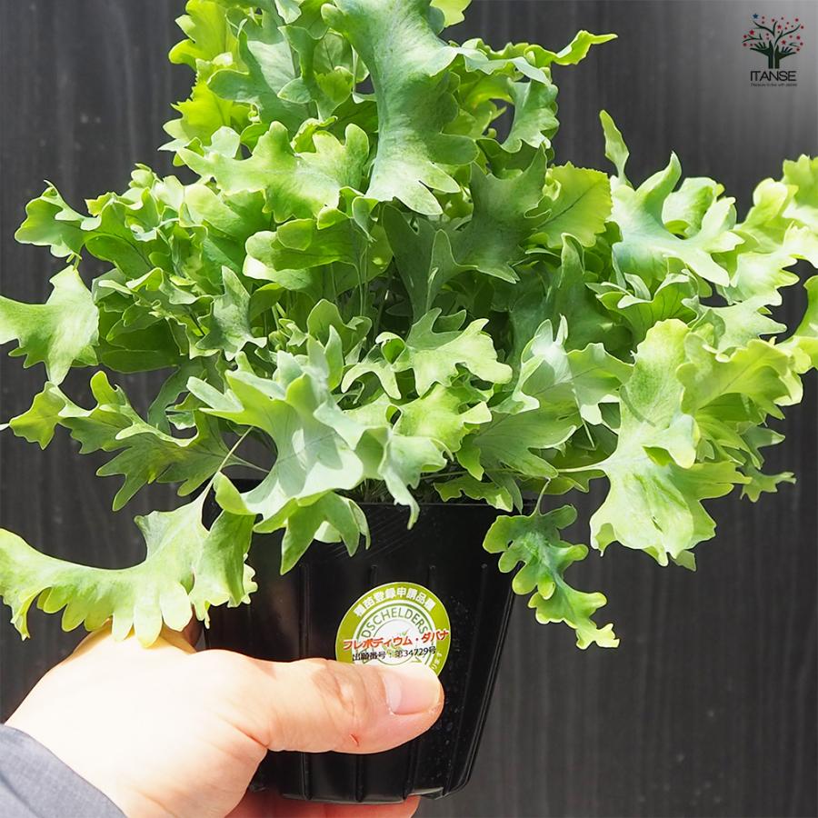新品 フレボディウム、ダバナシダ シダ 観葉植物 ダバナ