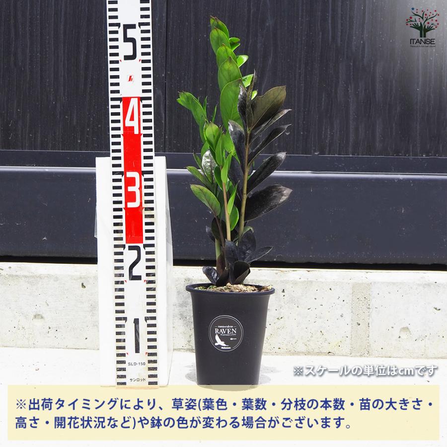 ITANSE 観葉植物 ザミオクルカス レイブン 4号鉢/1個売り 事務所