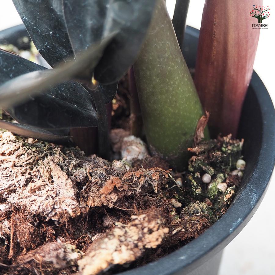 ITANSE 観葉植物 ザミオクルカス レイブン 4号鉢/1個売り 事務所