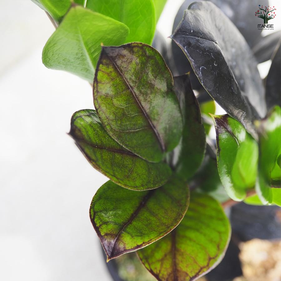 ITANSE 観葉植物 ザミオクルカス レイブン 4号鉢/1個売り 事務所