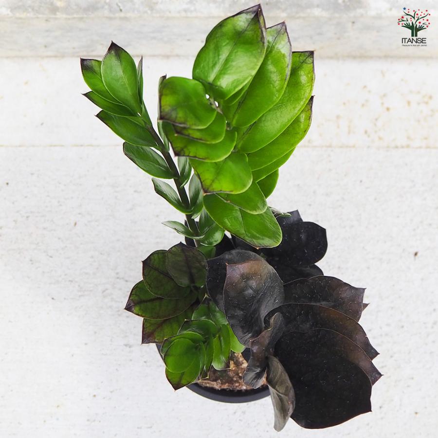 ITANSE 観葉植物 ザミオクルカス レイブン 4号鉢/1個売り 事務所