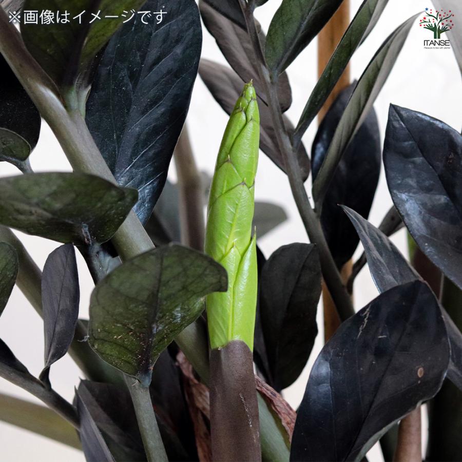 ITANSE 観葉植物 ザミオクルカス レイブン 4号鉢/1個売り 事務所