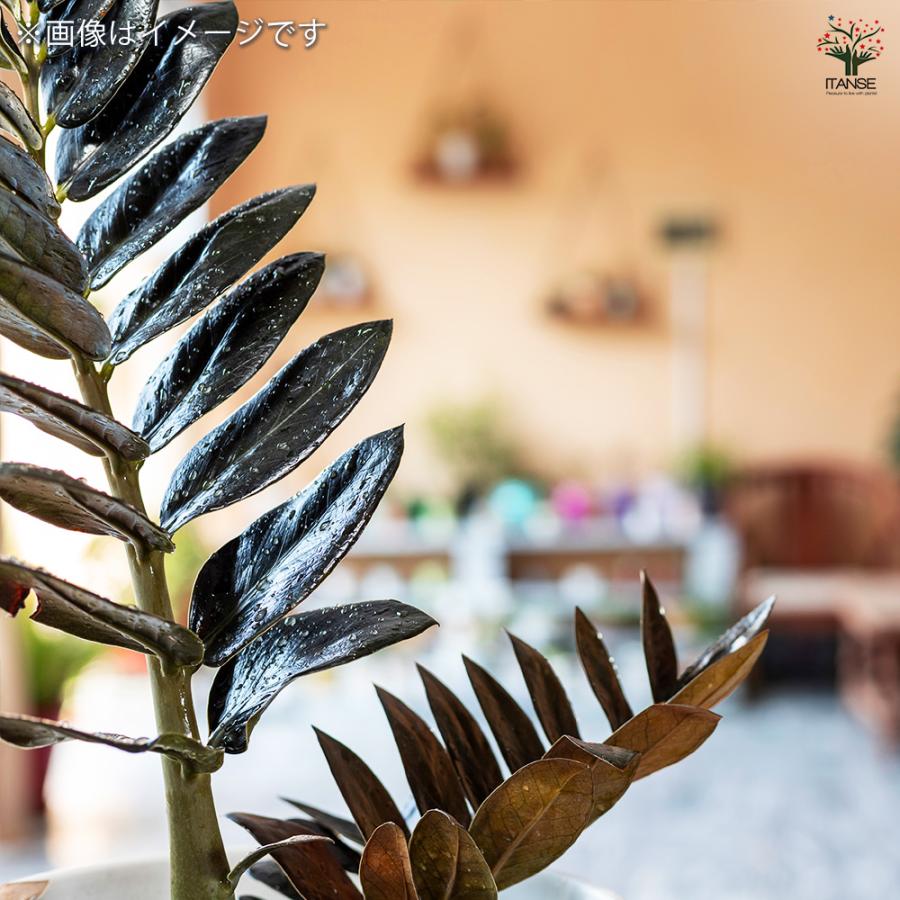 ITANSE 観葉植物 ザミオクルカス レイブン 4号鉢/1個売り 事務所