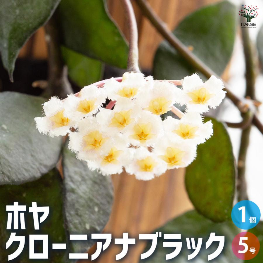 ITANSE ホヤ クローニアナブラック 観葉植物 5号吊り鉢/1個売り ITANSE ホヤ クローニアナブラック 観葉植物 5号吊り鉢/1個売り