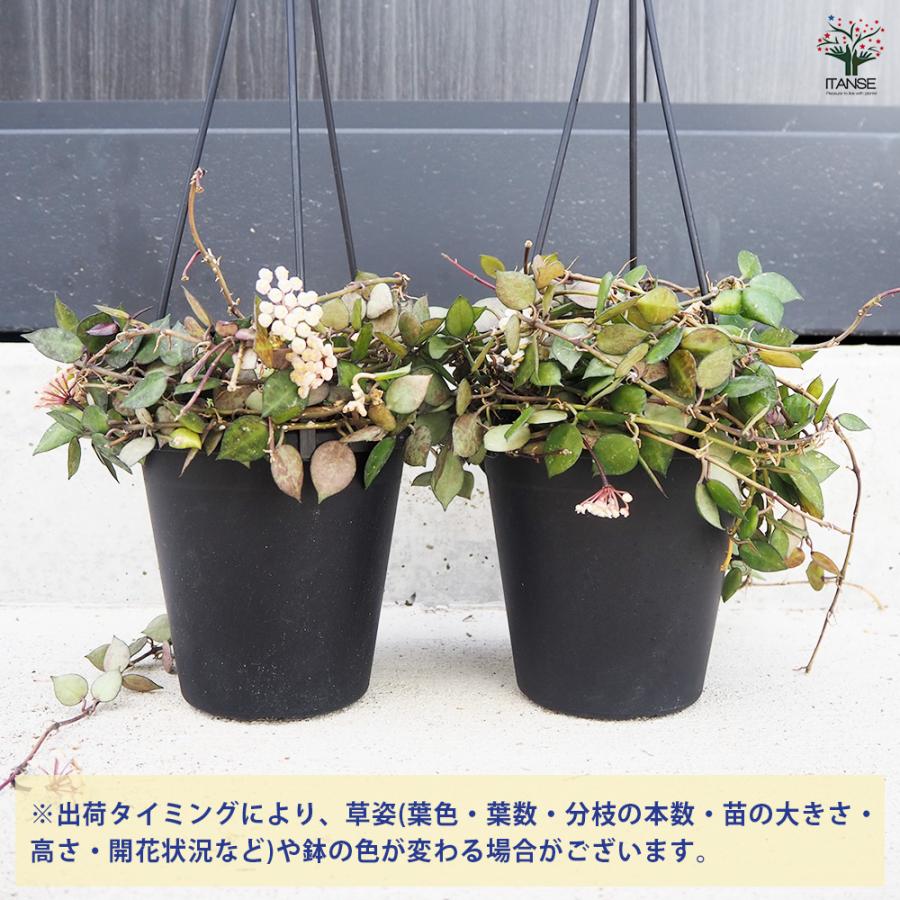 ITANSE ホヤ クローニアナブラック 観葉植物 5号吊り鉢/1個売り