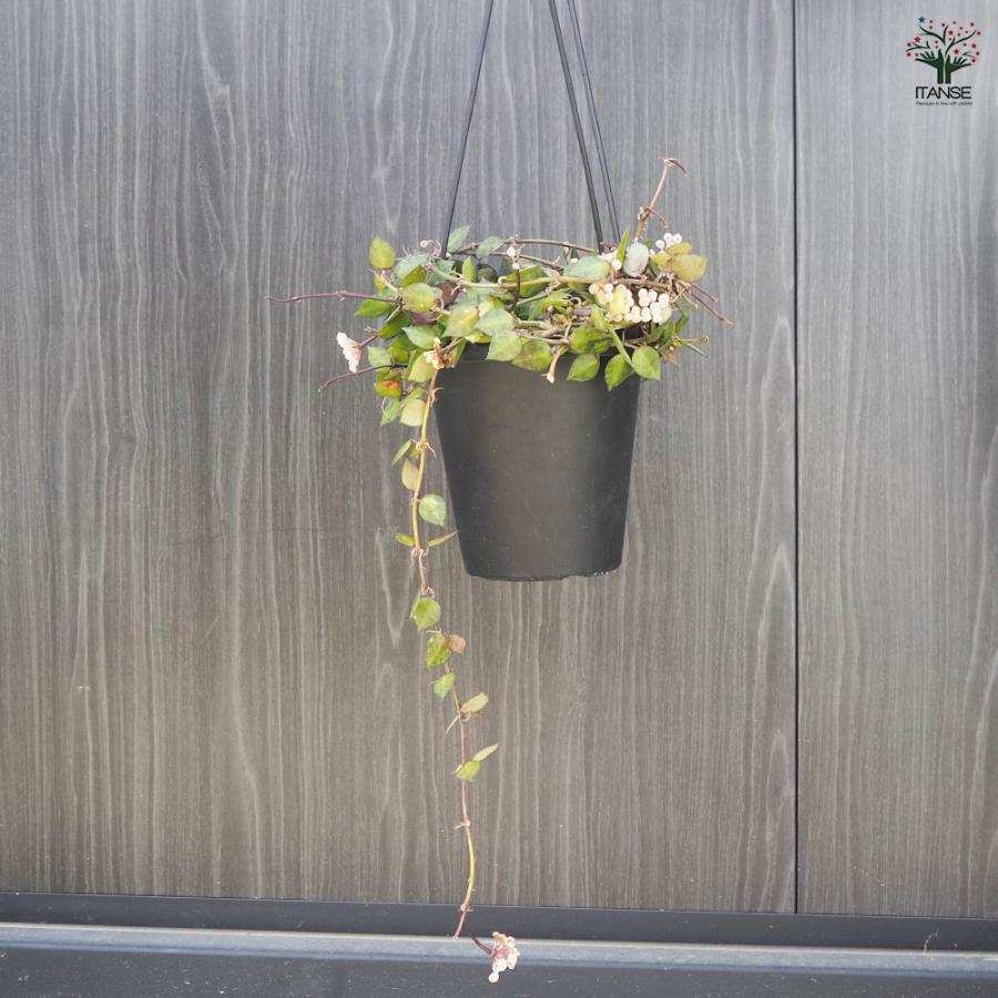 ITANSE ホヤ クローニアナブラック 観葉植物 5号吊り鉢/1個売り