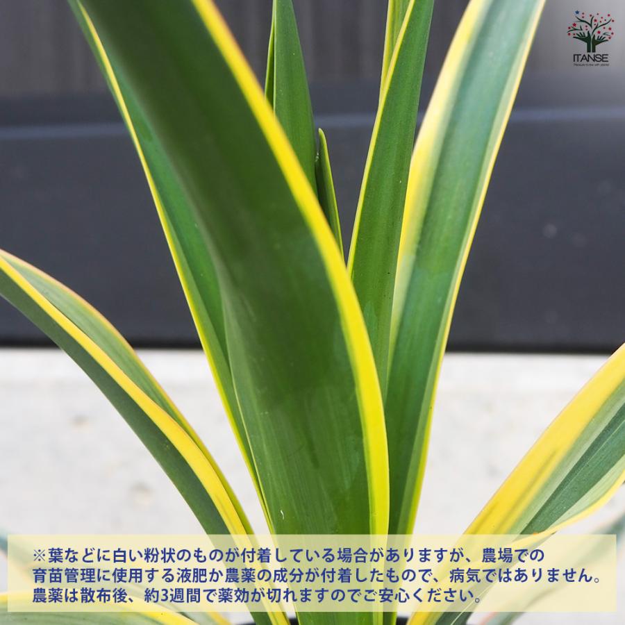 ITANSE 観葉植物 ユッカ・グロリオーサ バリエガータ 4〜5号/1個売り