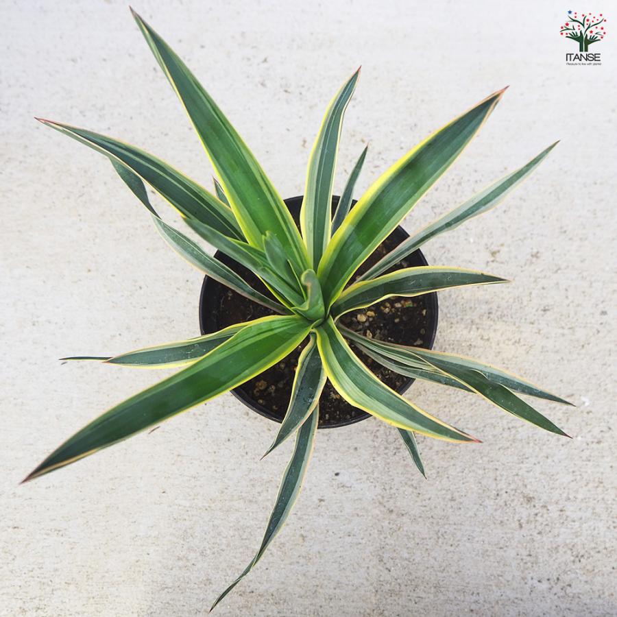ITANSE 観葉植物 ユッカ・グロリオーサ バリエガータ 4〜5号/1個売り