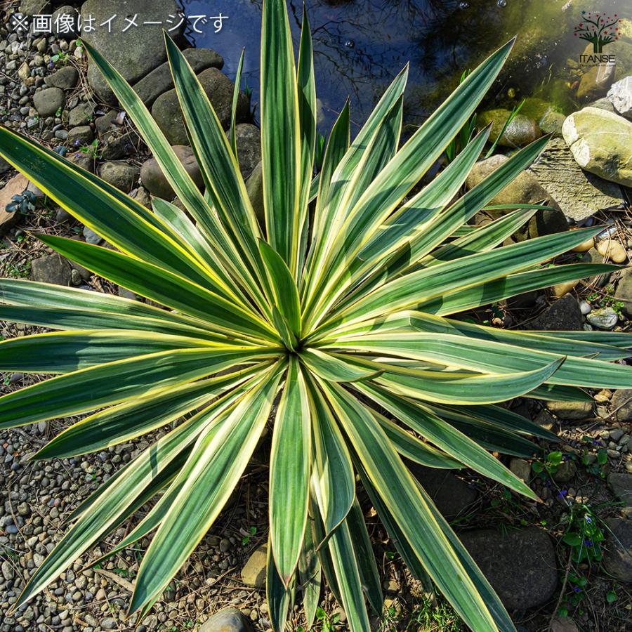 ITANSE 観葉植物 ユッカ・グロリオーサ バリエガータ 4〜5号/1個売り