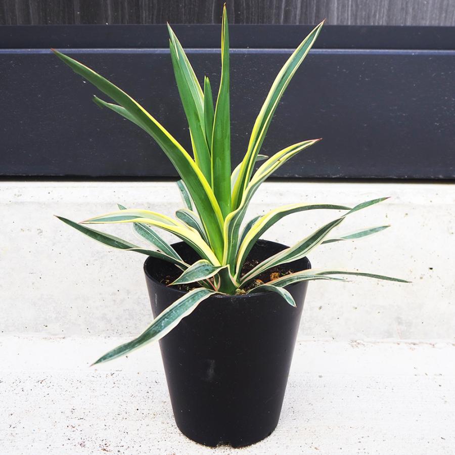 ITANSE 観葉植物 ユッカ・グロリオーサ バリエガータ 4〜5号/1個売り