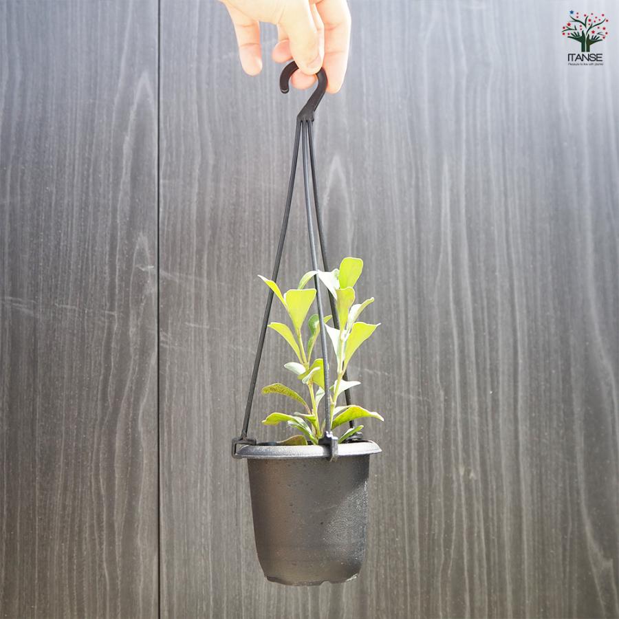 ITANSE ホヤ マニプレンシス 観葉植物 3号吊鉢/お買い得2個セット