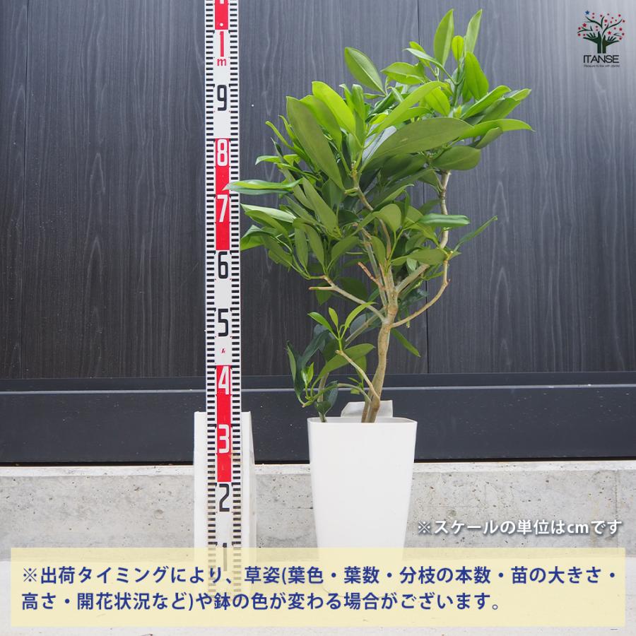 ITANSE フィカス ファグラエア 皿付き 観葉植物 8号鉢/1個売り