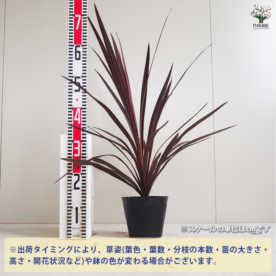 ITANSE コルディリネ(コルジリネ) レッドスター 観葉植物 5号ポット/1