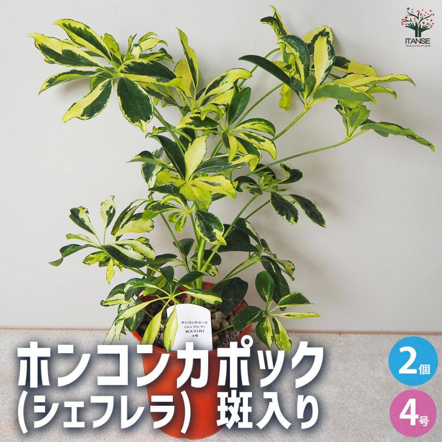 ITANSE ホンコンカポック(シェフレラ) 斑入り【白】 観葉植物 4号鉢