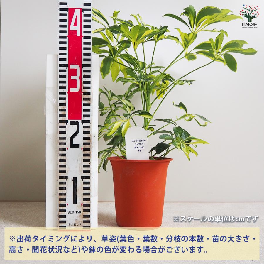 ITANSE ホンコンカポック(シェフレラ) 斑入り【白】 観葉植物 4号鉢