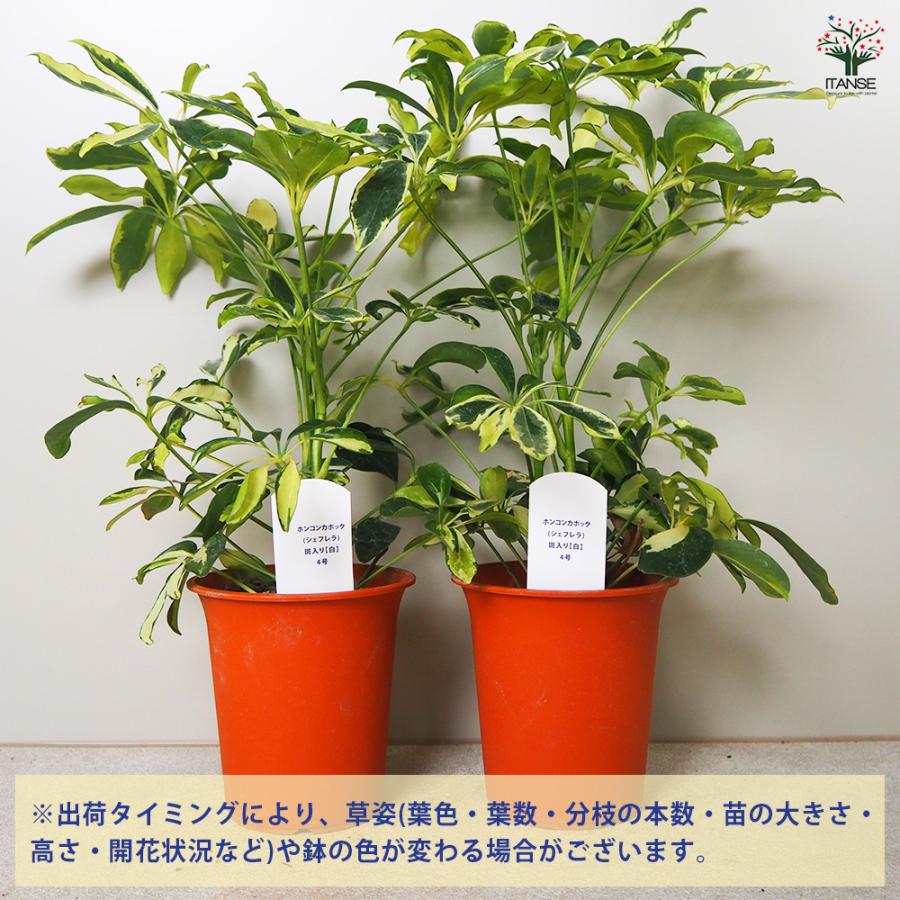 ITANSE ホンコンカポック(シェフレラ) 斑入り【白】 観葉植物 4号鉢